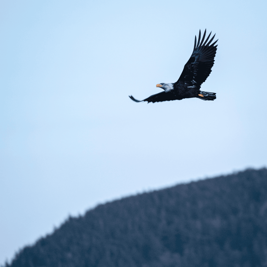 A majestic eagle soars against a clear blue sky