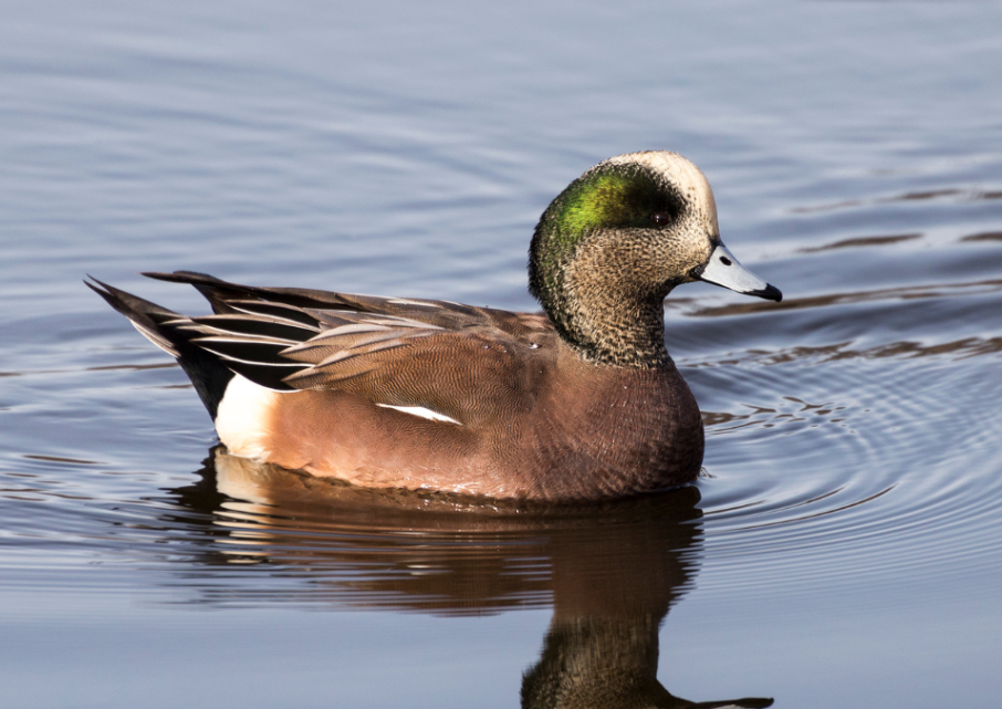 Winter Waterfowl