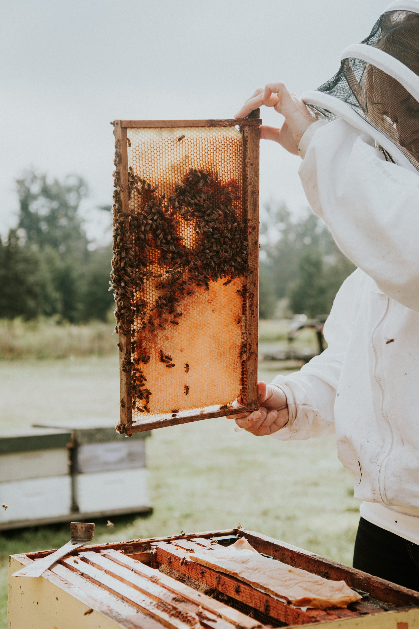 Campbell's Honey