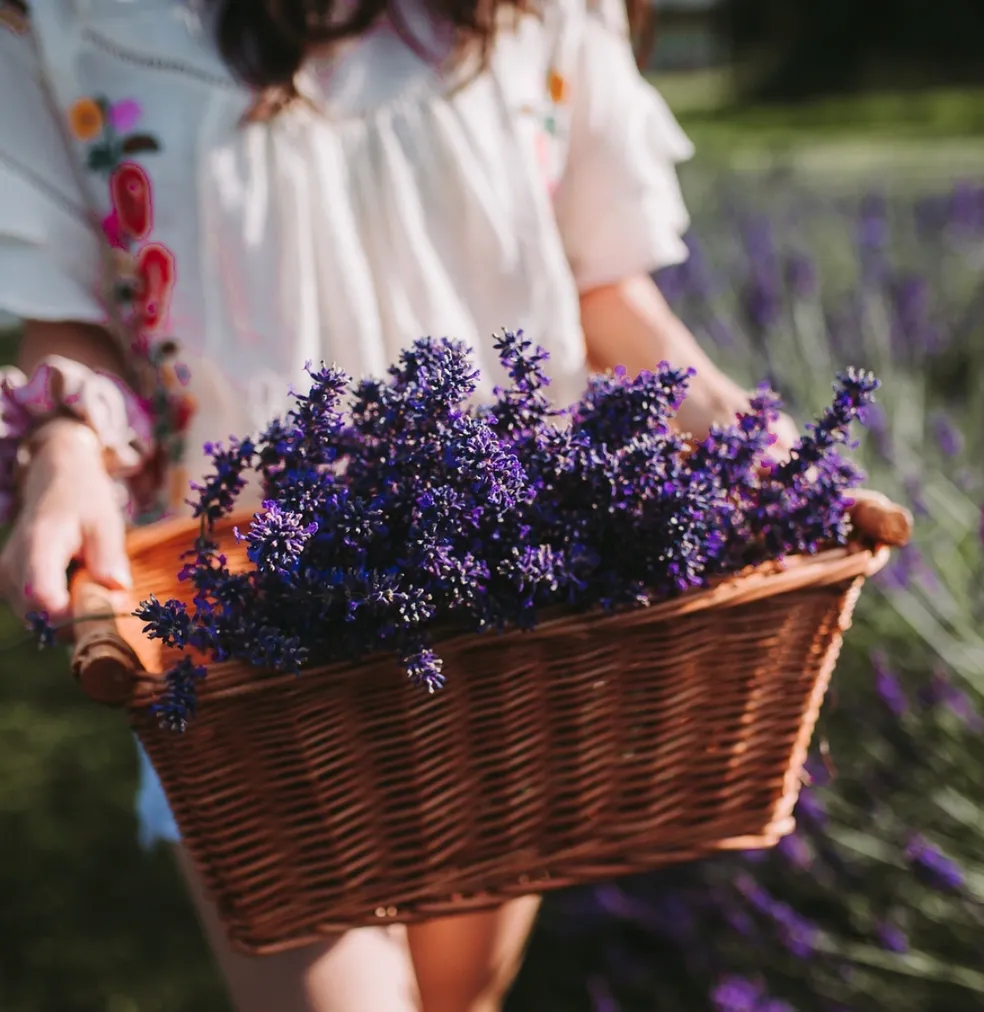 Greendale Lavender Company
