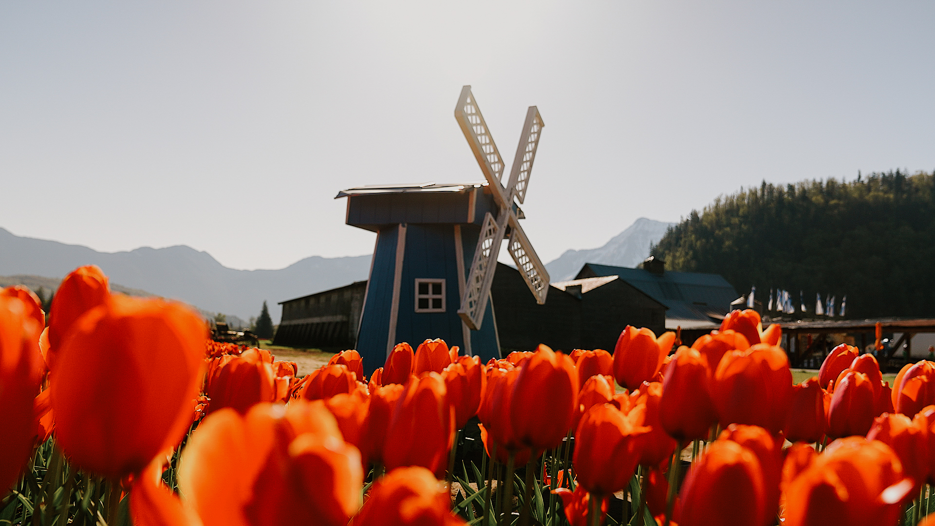 windmill next to tulips
