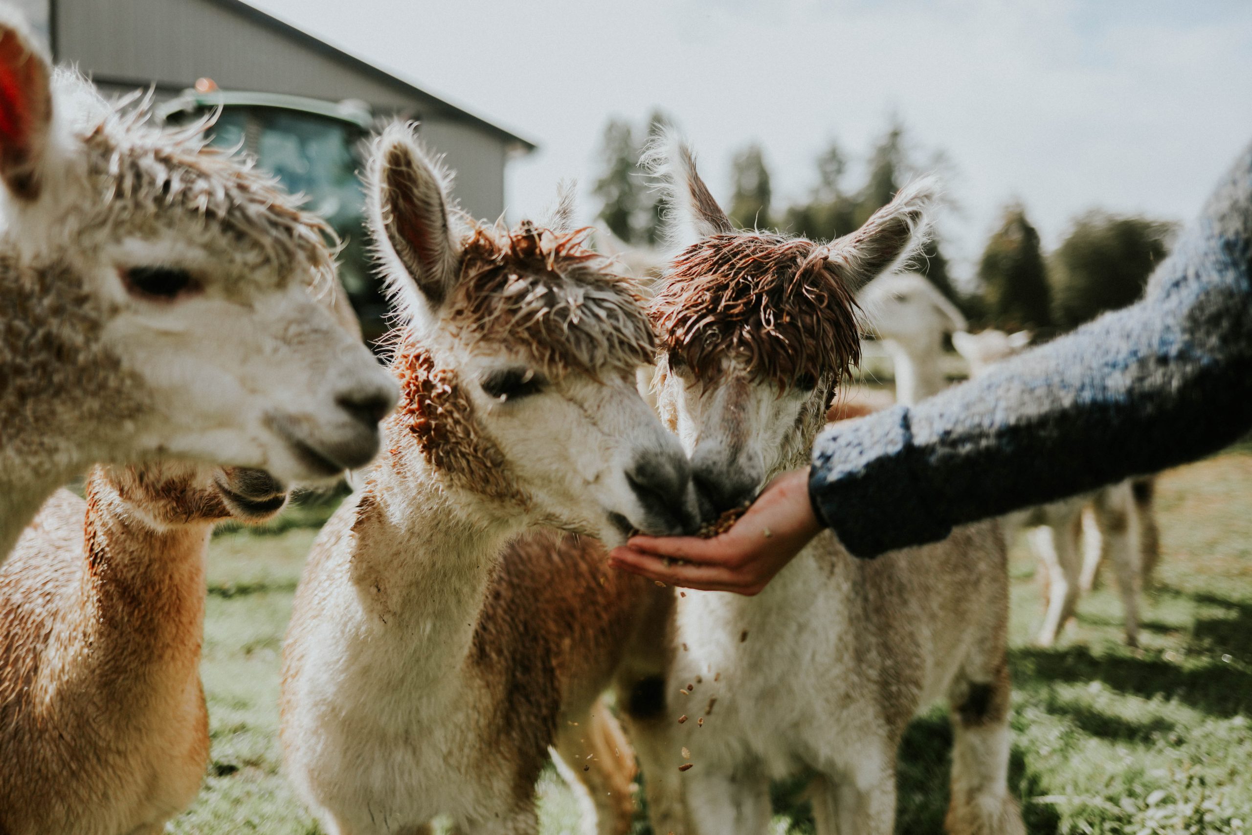 hand feeding alpacas