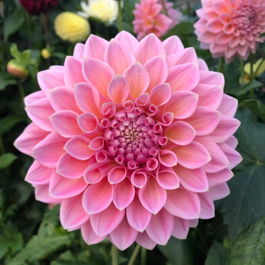 Moore Blooms Dahlias