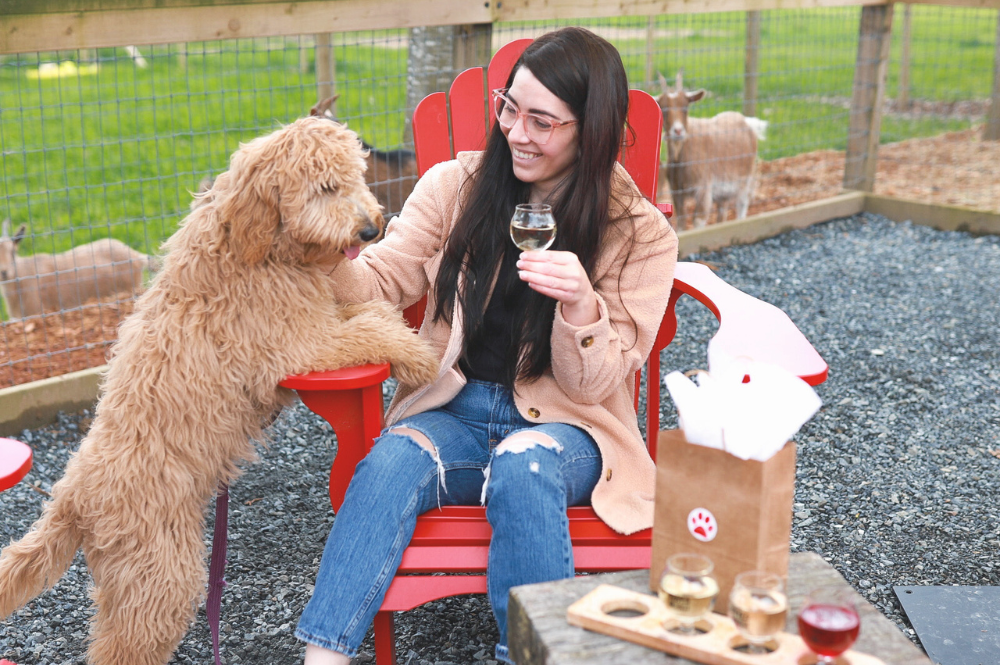 Pup Picnic