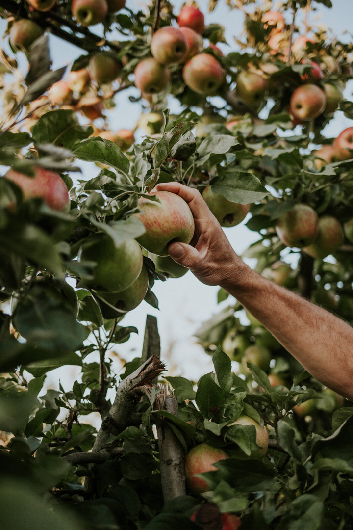 TFV TavesFarm Apple