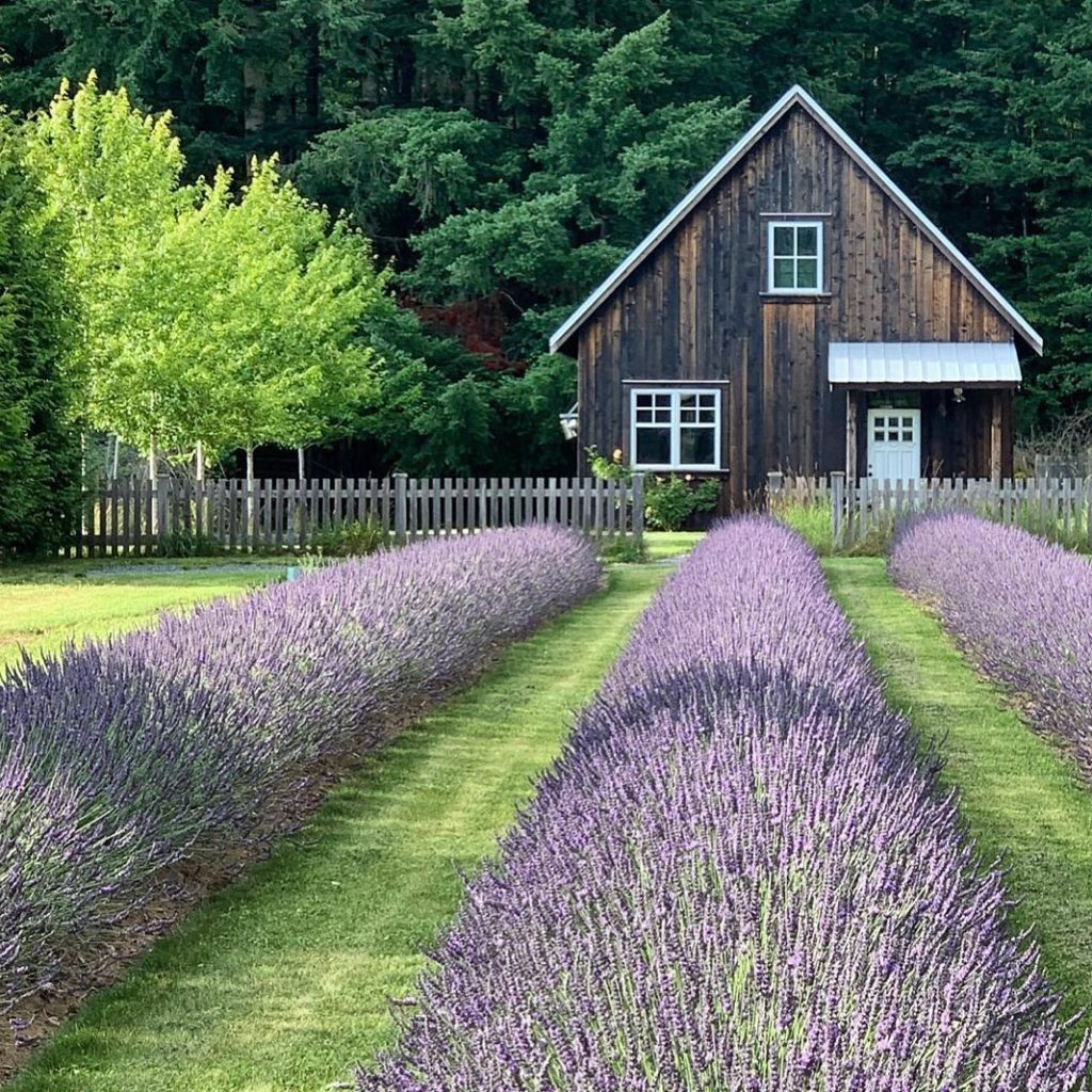 Windward Lavender