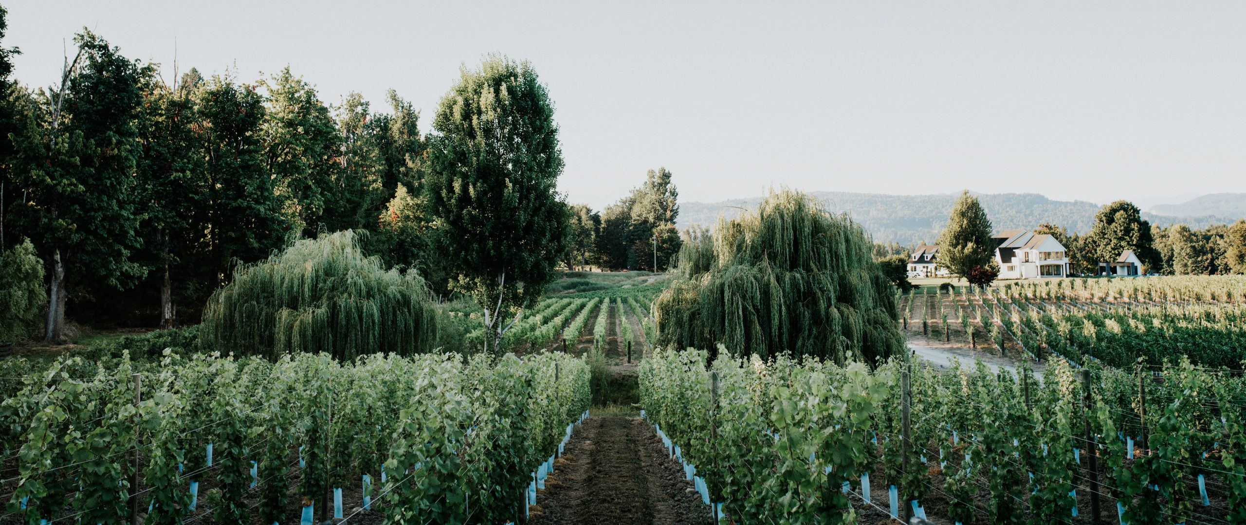Abbotsford Cannon Estate Winery