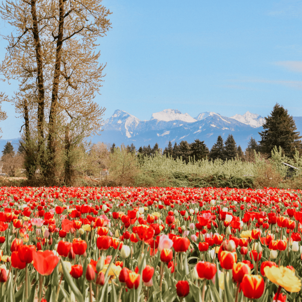 Botanica Tulip Festival