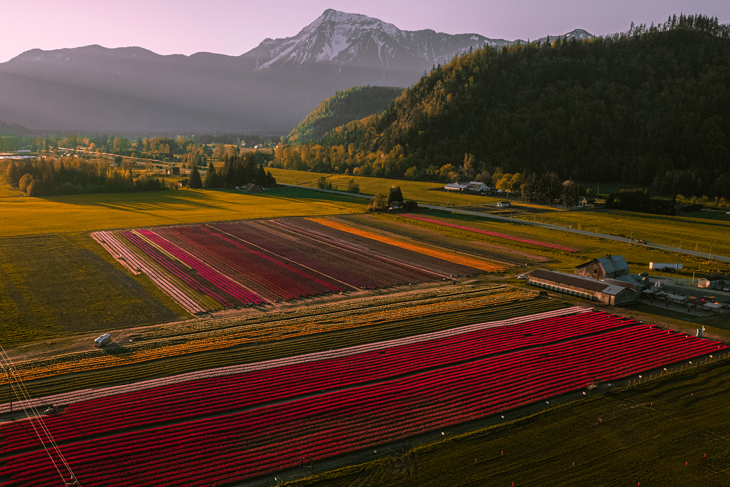 Harrison Tulip Fest