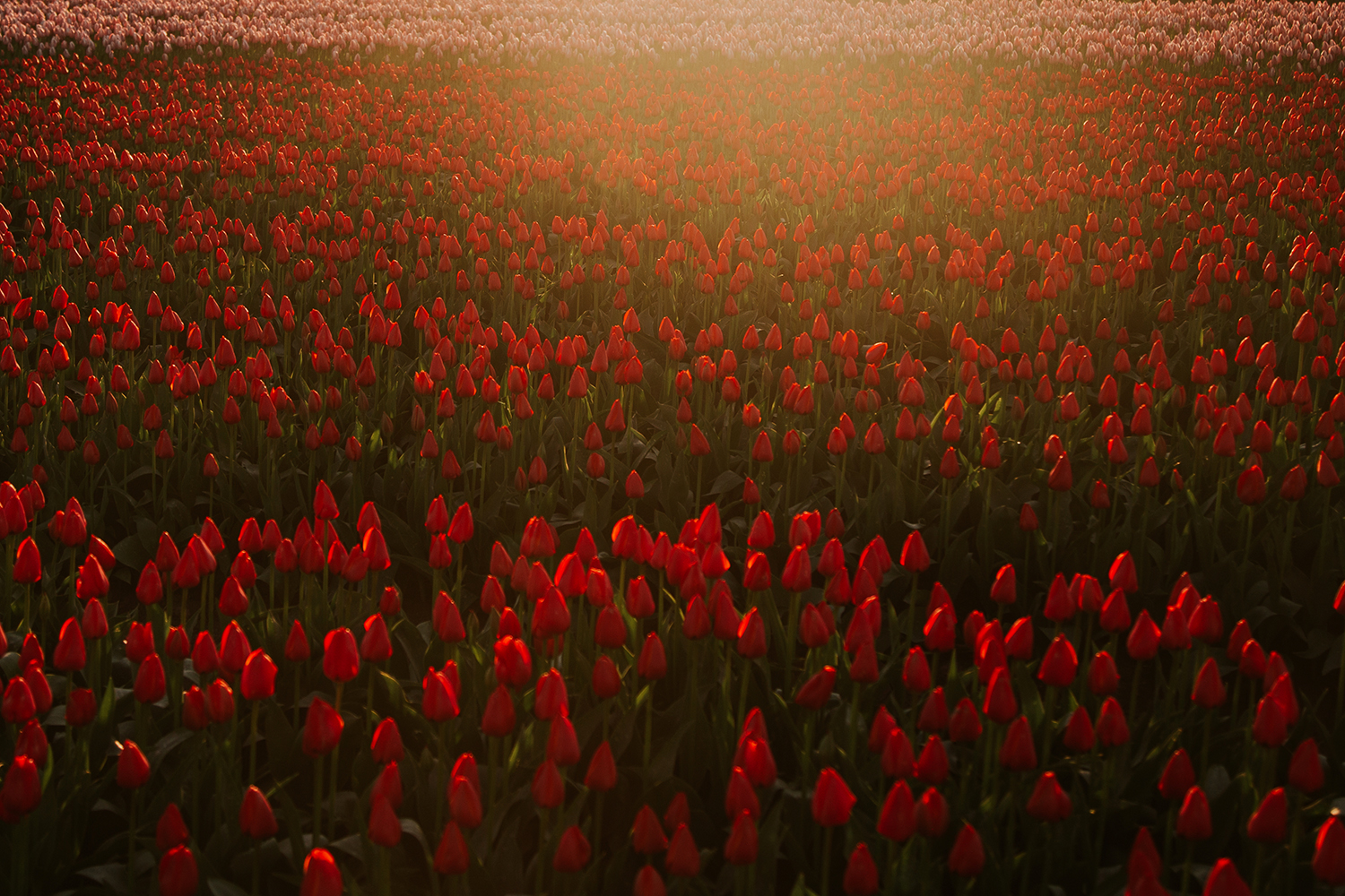 Sunrise Tulips