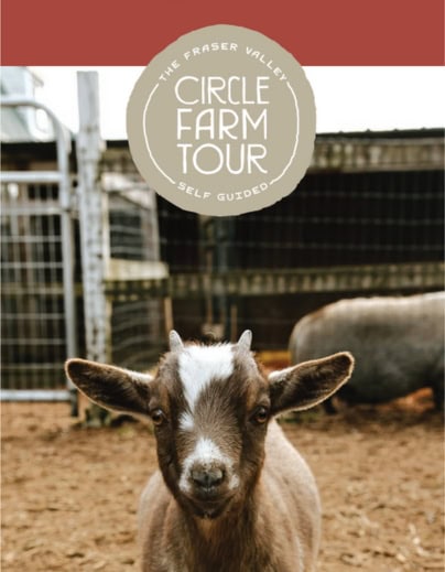 a baby goat