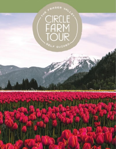 a field of tulips with snow-capped mountain peaks in the background
