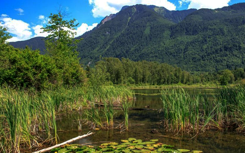 A Stroll In Cheam Lake Wetlands Chilliwack BC 18293271383 E1650662702915