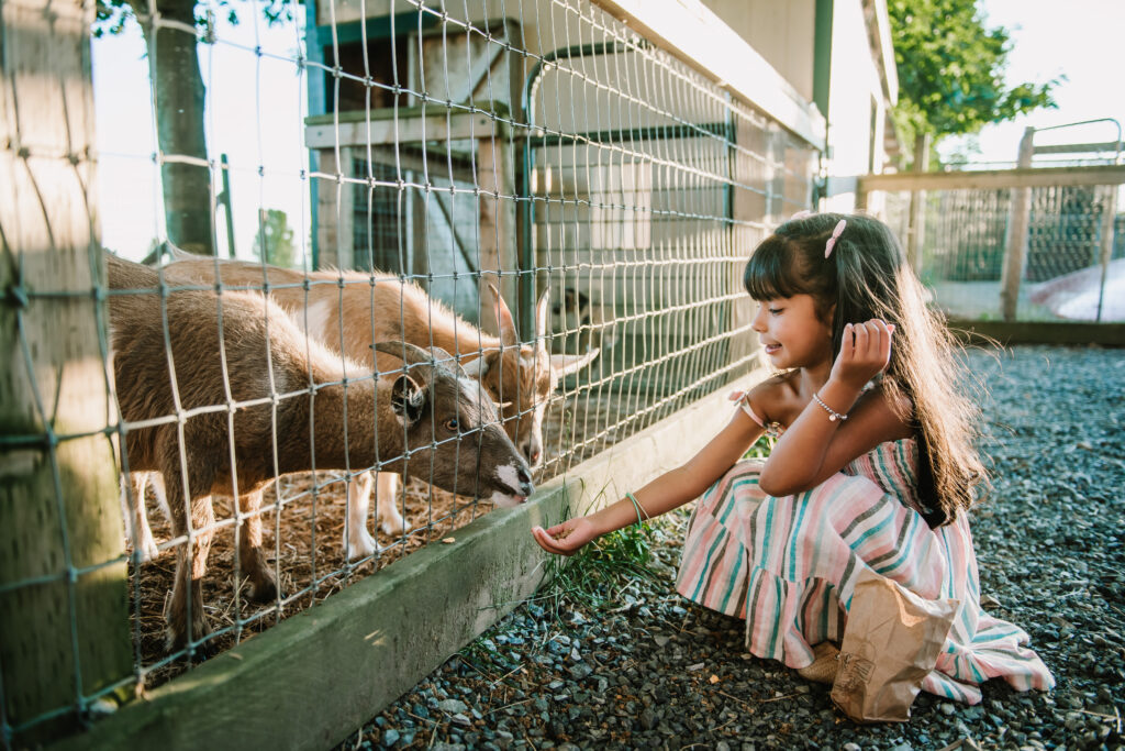 a girl feeding a goat