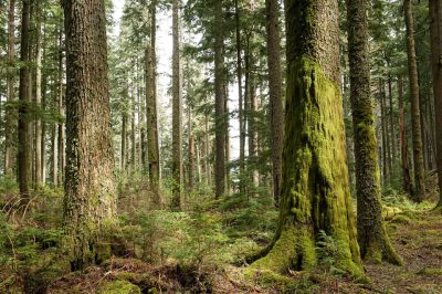 Chilliwack Park Society