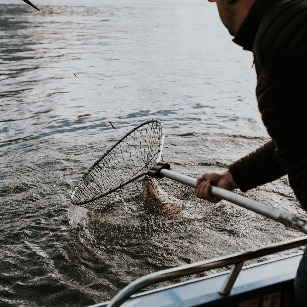 person bringing in a fish using a net