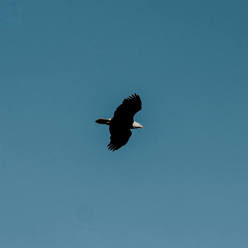 eagle in the sky