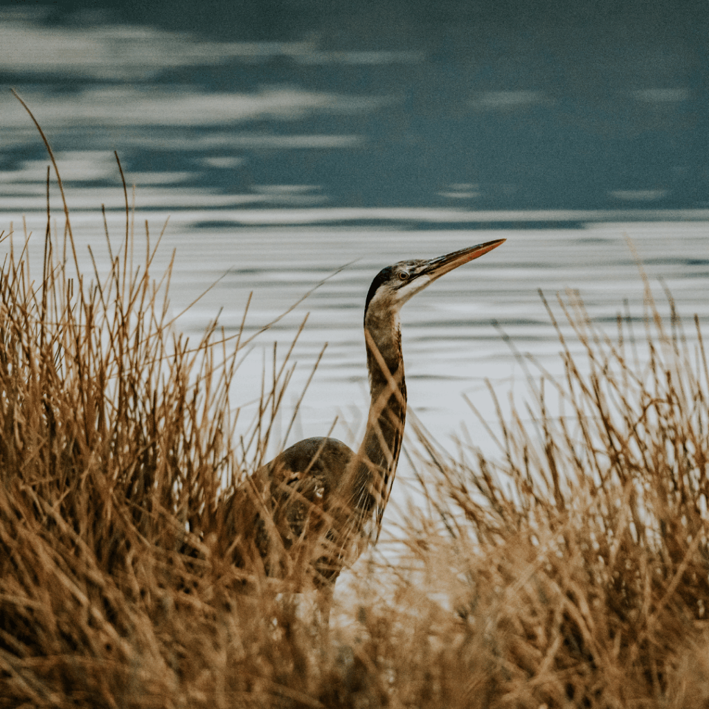 blue heron