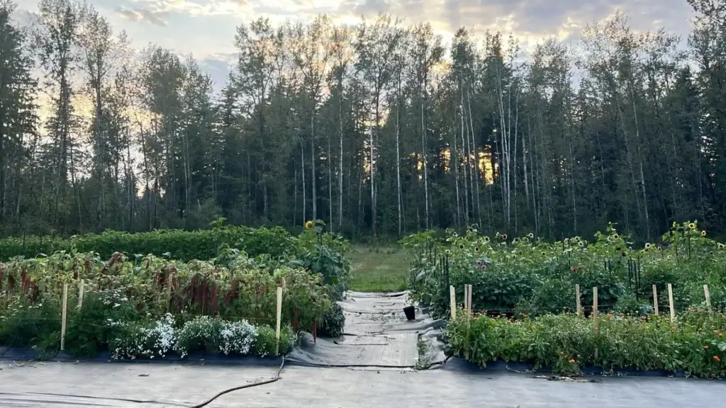 Floralies Market Banner Image