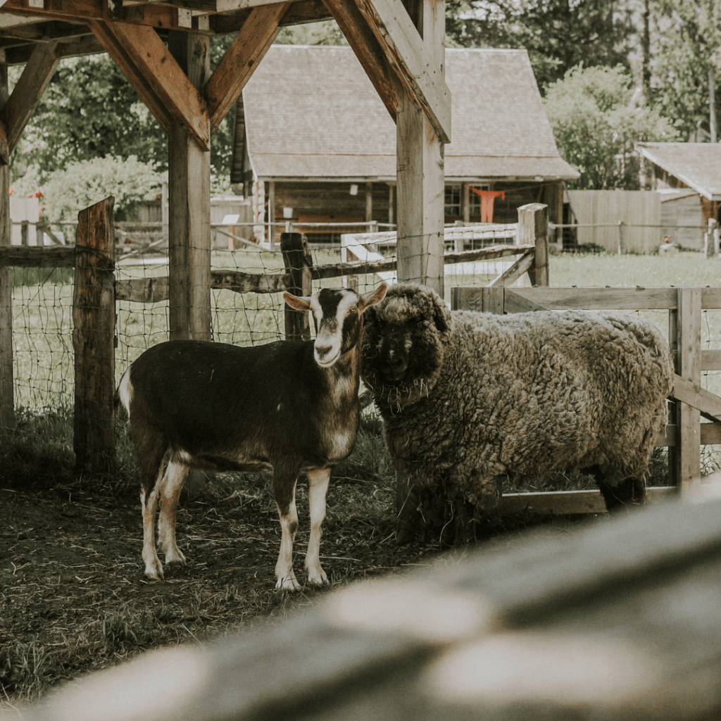 a sheep and a goat