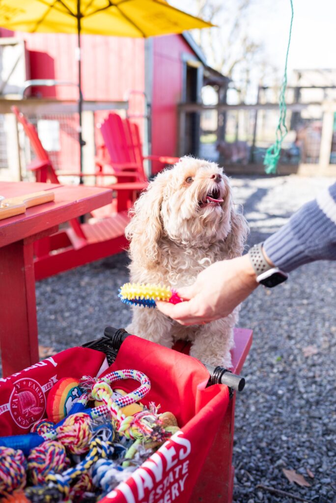 Pup Picnic