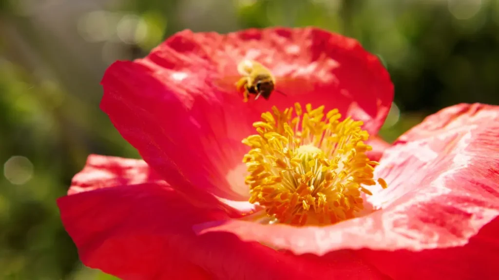 Bee Flying To Red Poppy Min