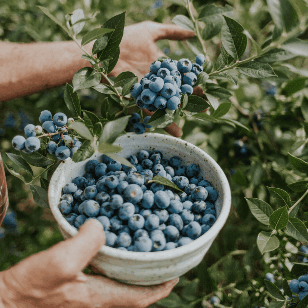 A person holding a bowl of blueberries in a field.