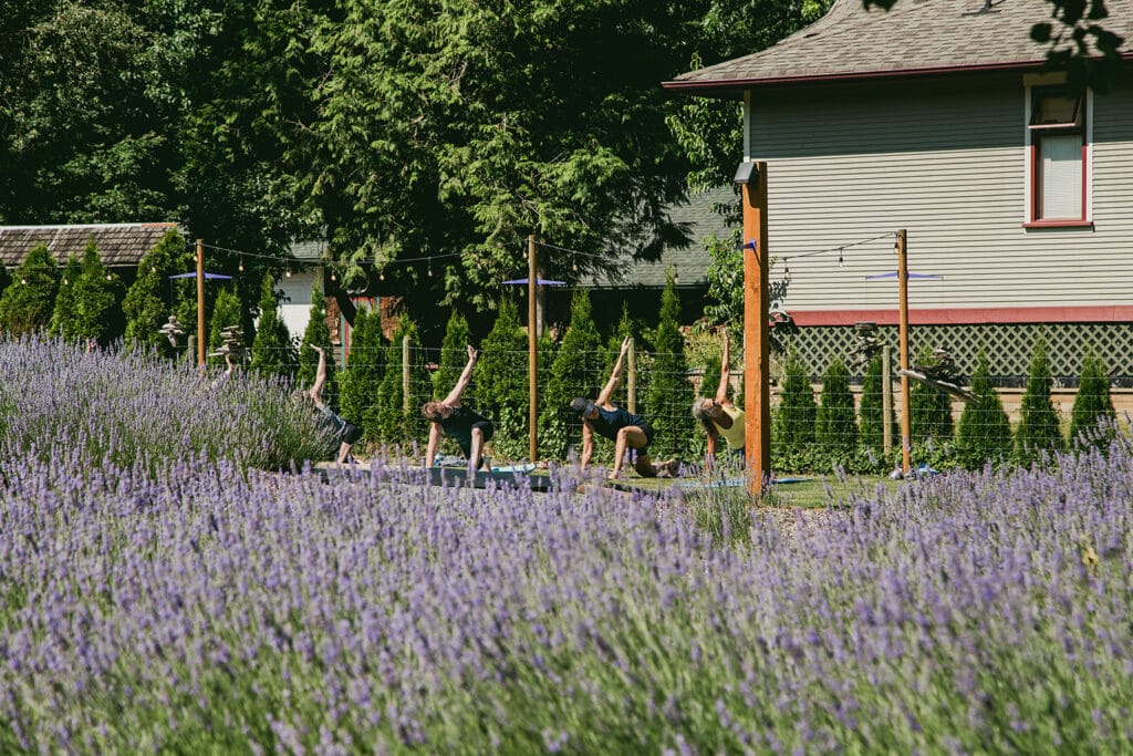 Yoga at Harrison Lavender