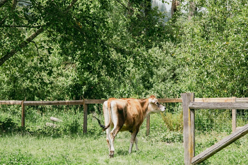 "Udderly" Delicious Treats at Kilby Historic Site