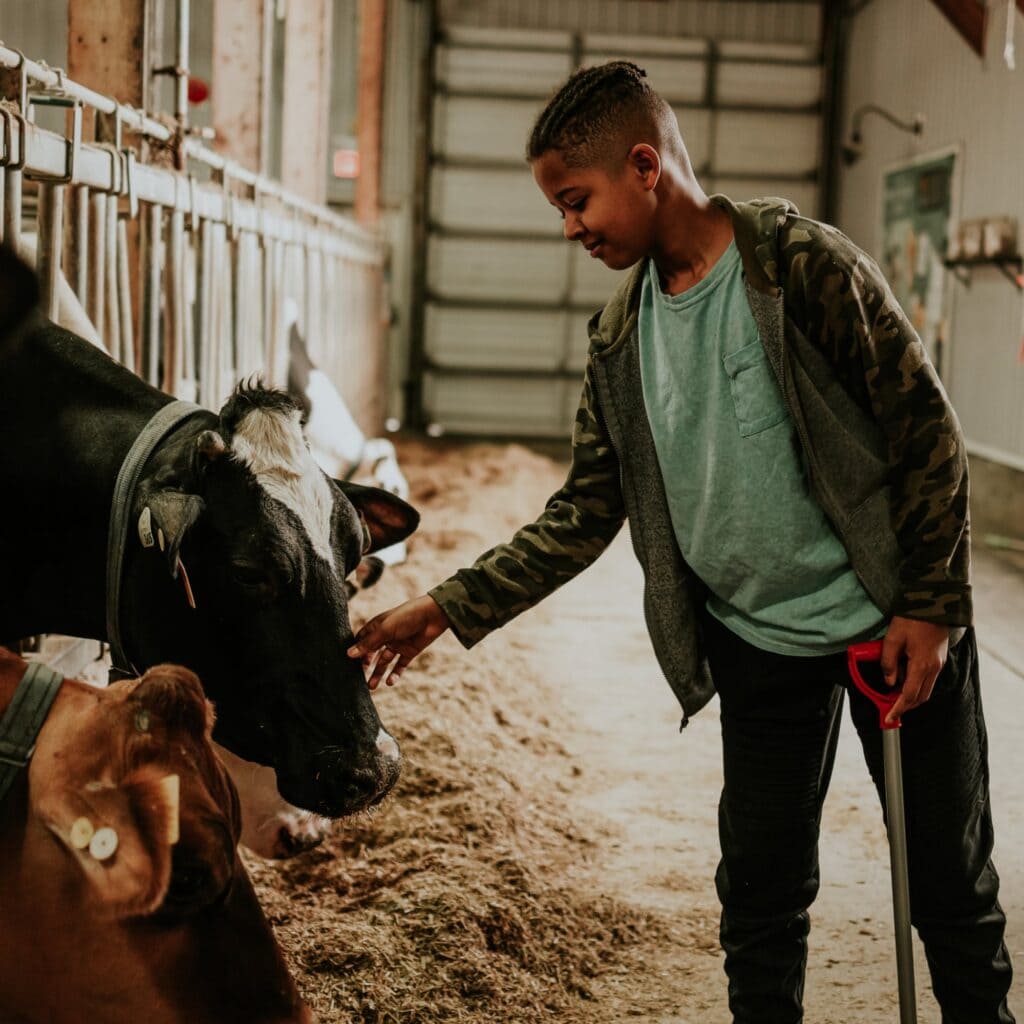 A young boy pets a cow