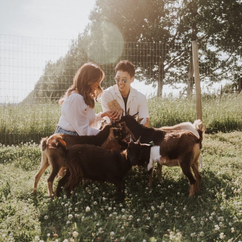 Two people in the sunshine feeding a group of baby goats