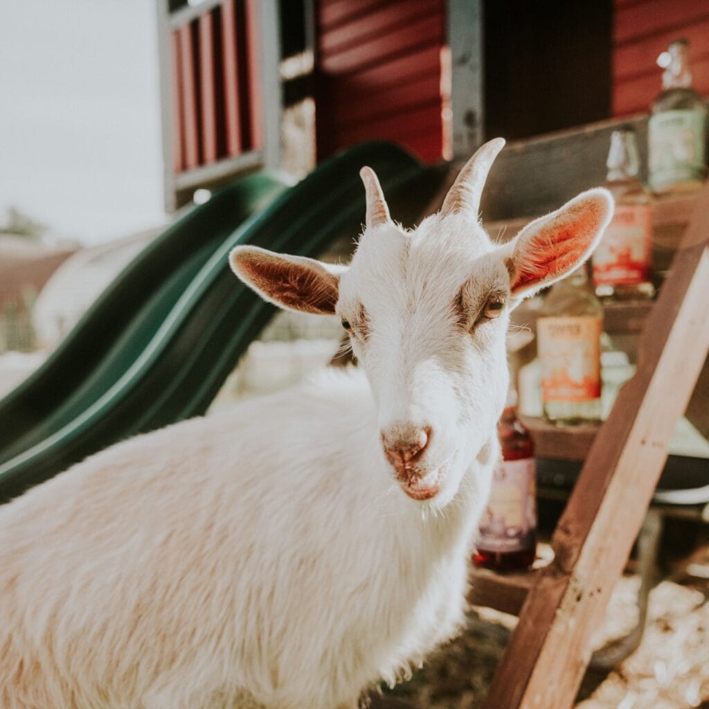 A white goat stares at the camera