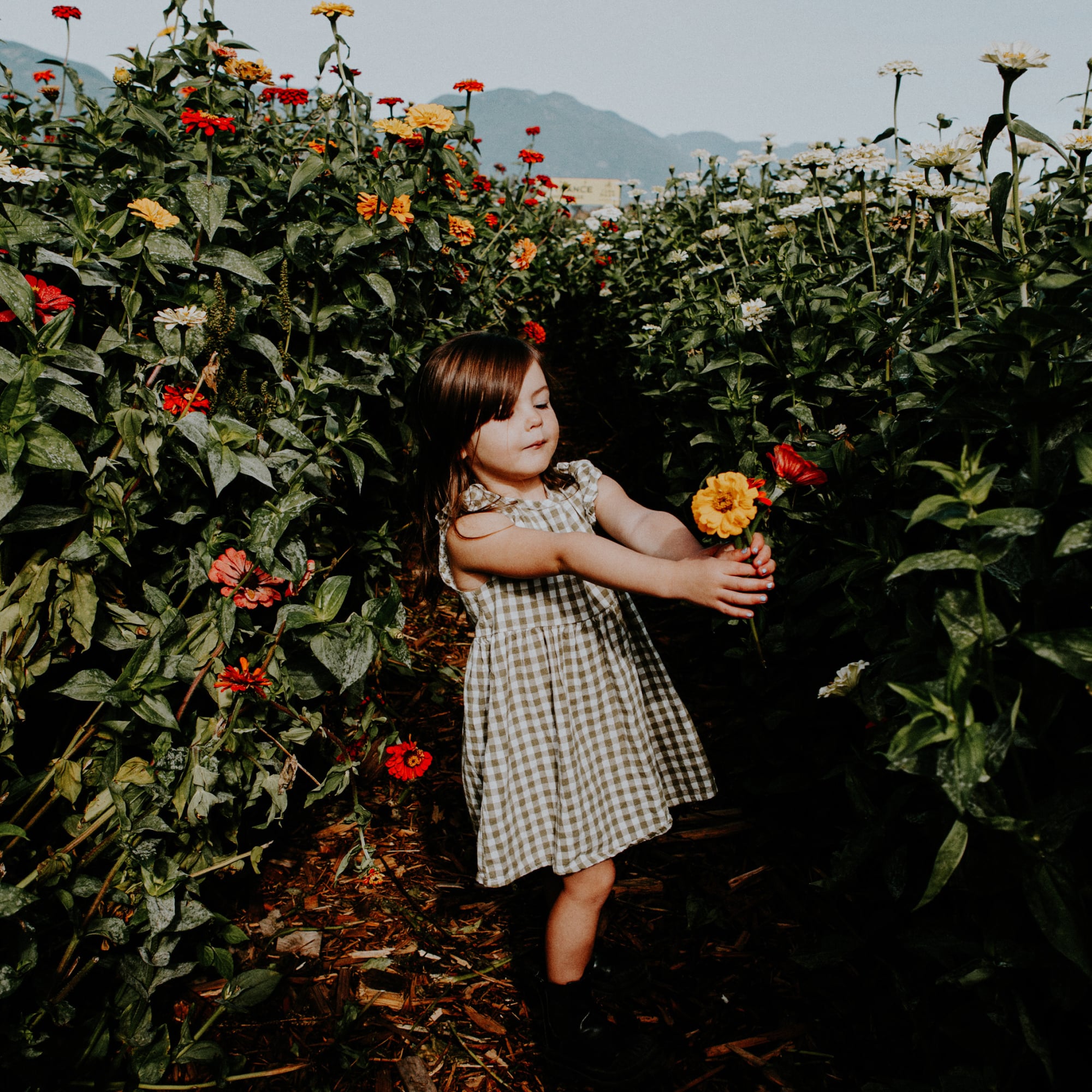 a little girl holding a flower, standing in a path of tall flowers