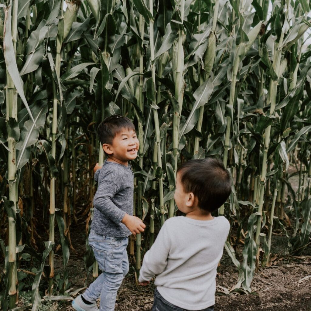 two small boys standing in a corn maze