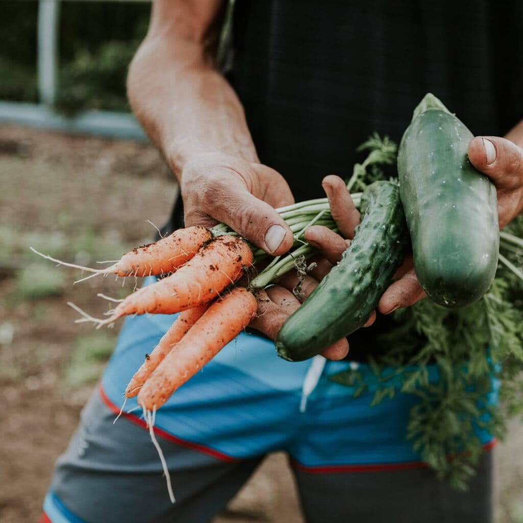 a person holding freshly dug up vegetables