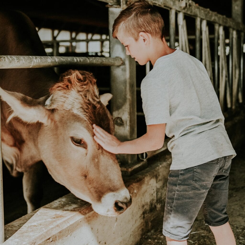 a young boy pets a brown cow