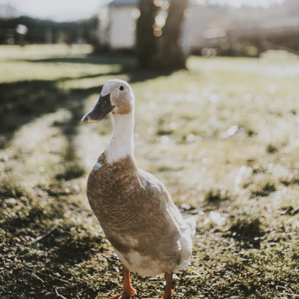 A duck standing on the grass in front of a house.