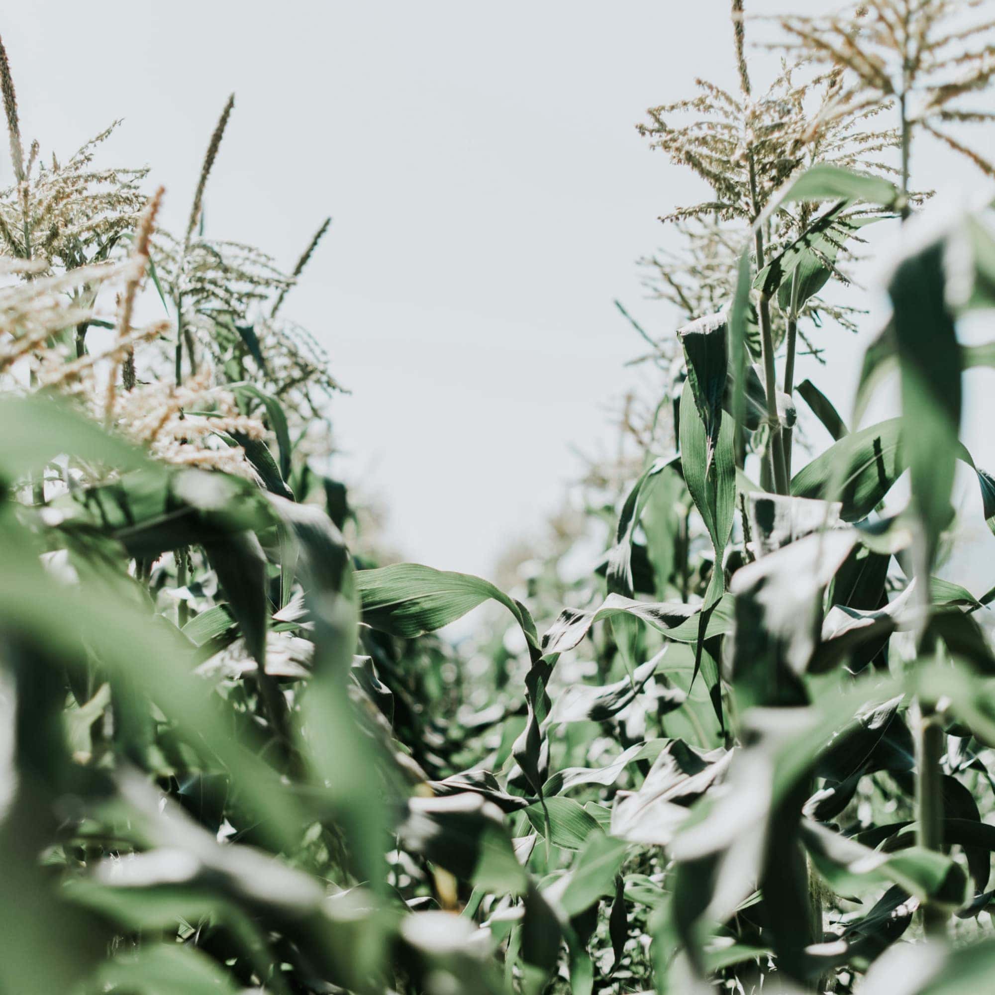 A field of corn with tall plants.