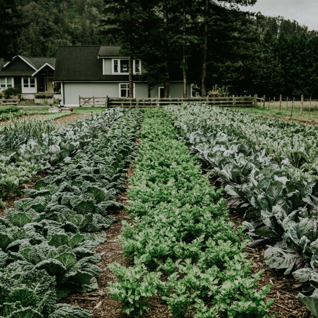 A vegetable garden with rows of cabbage and other plants.
