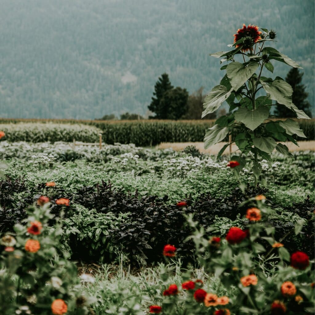 A field with flowers in the foreground.