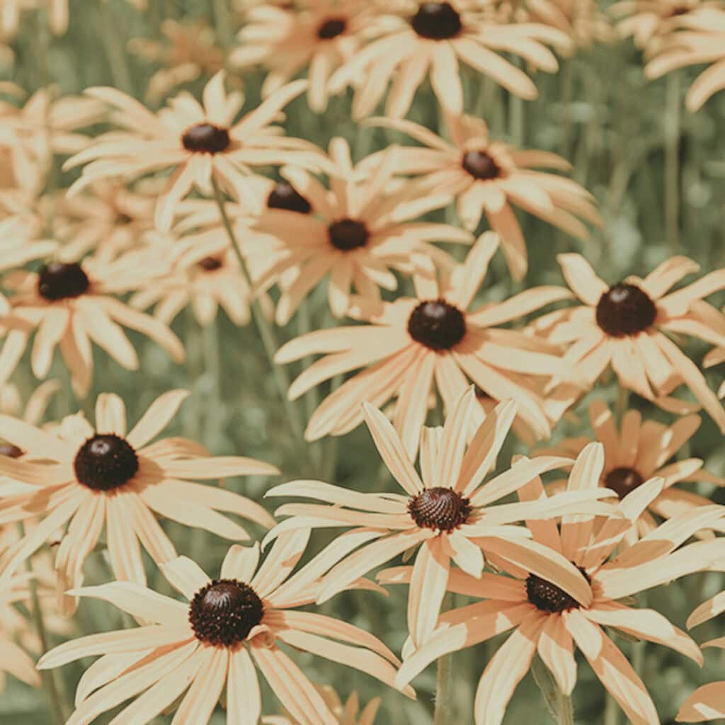A field of yellow flowers.