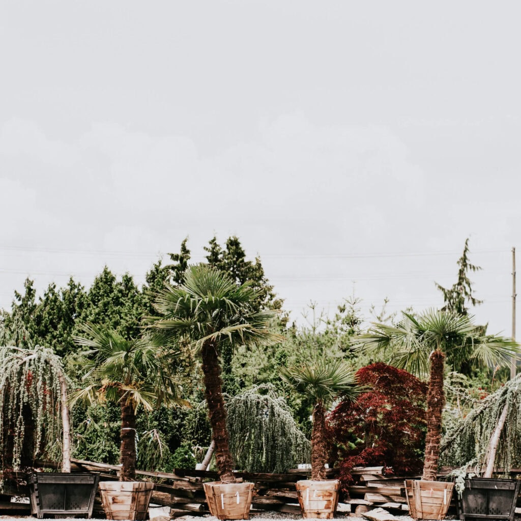 palm trees and potted plants.