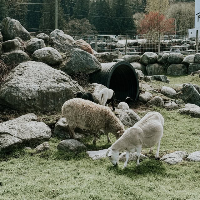 Sheep grazing in a field near large rocks.