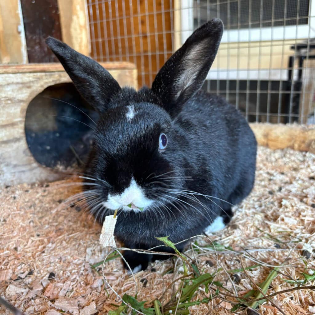 A black rabbit sitting on the ground in a cage.