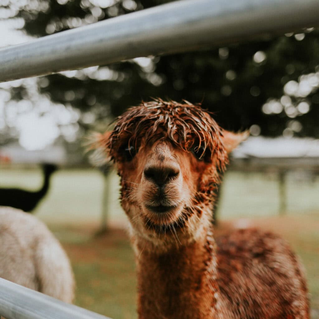 A wet alpaca looking through a fence.
