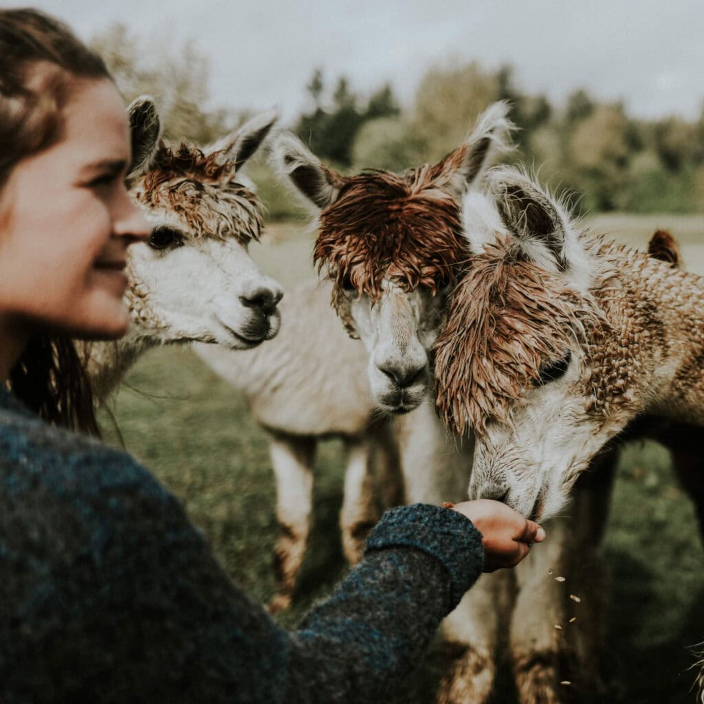 A woman feeding alpacas at a farm.