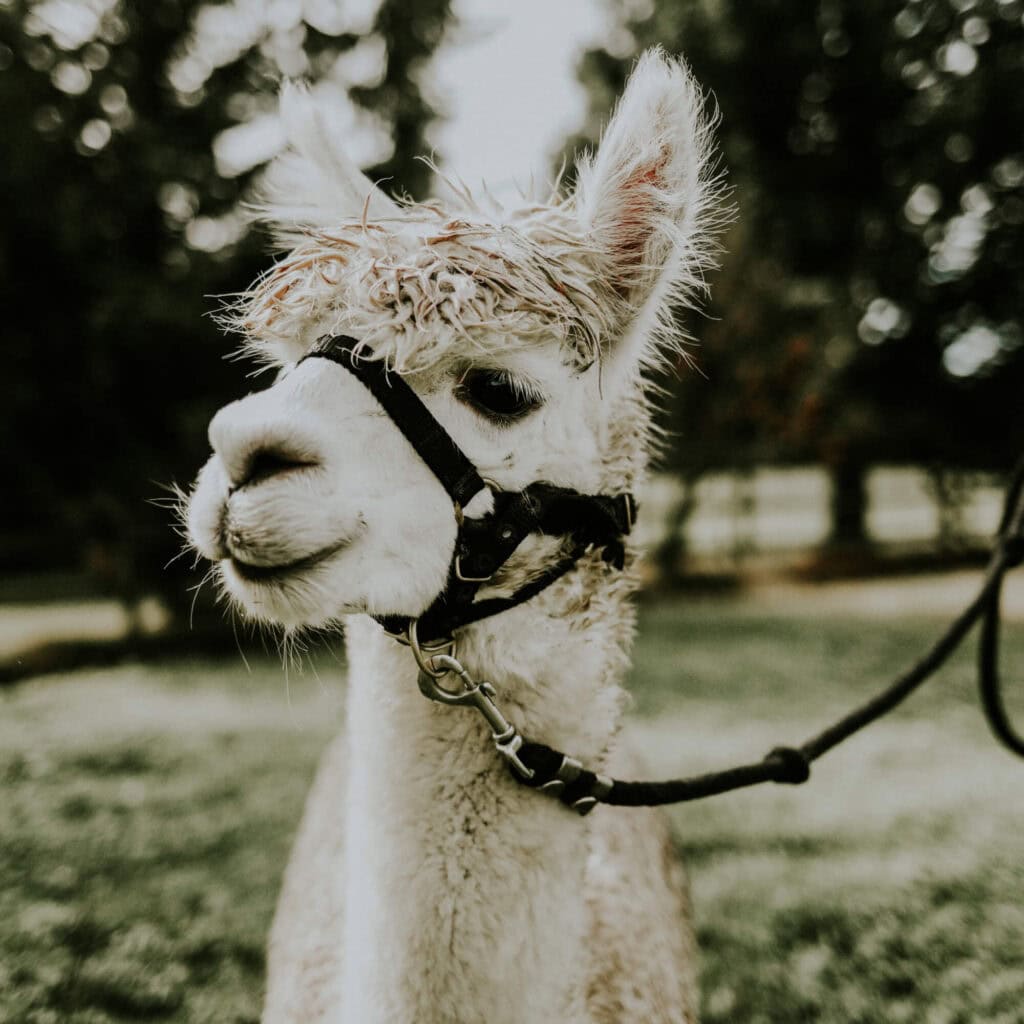 A close up of an alpaco with a leash.