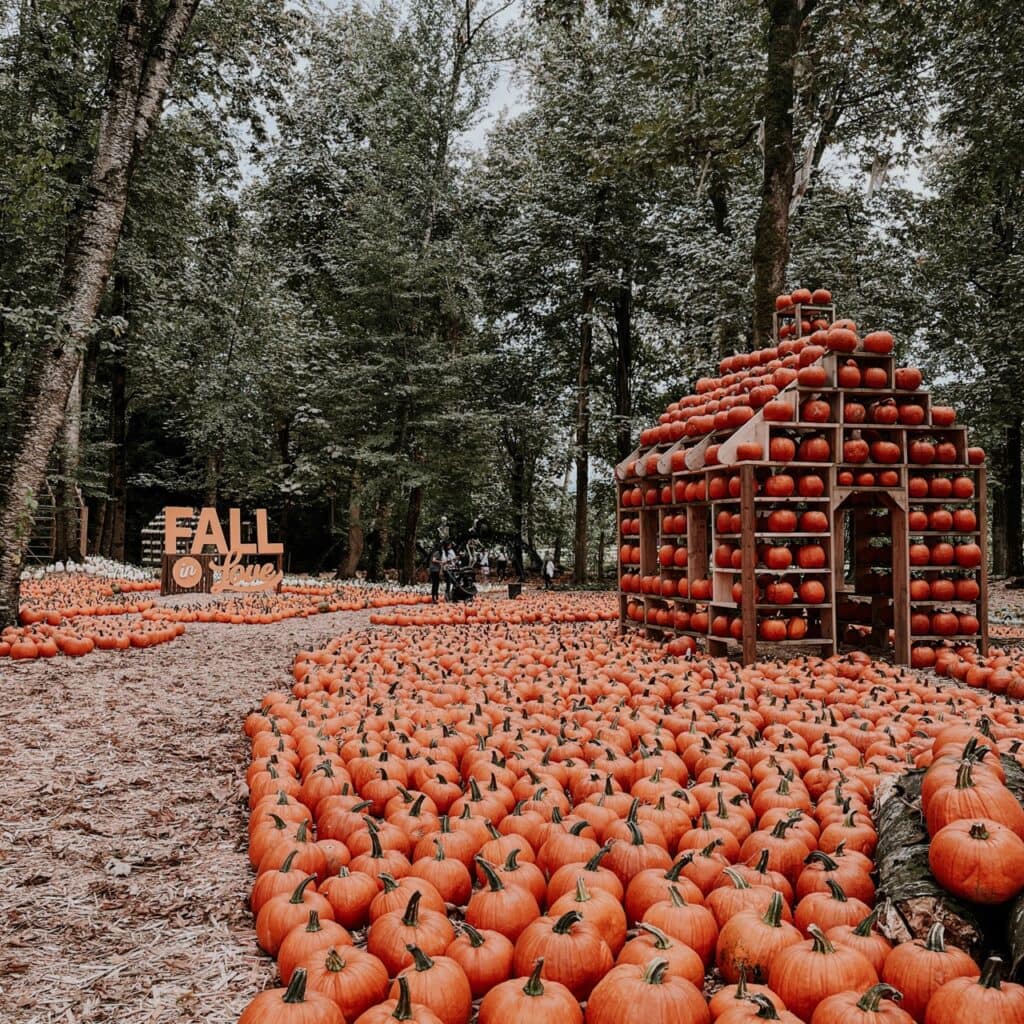 A field full of pumpkins, with a shed made of pumpkins