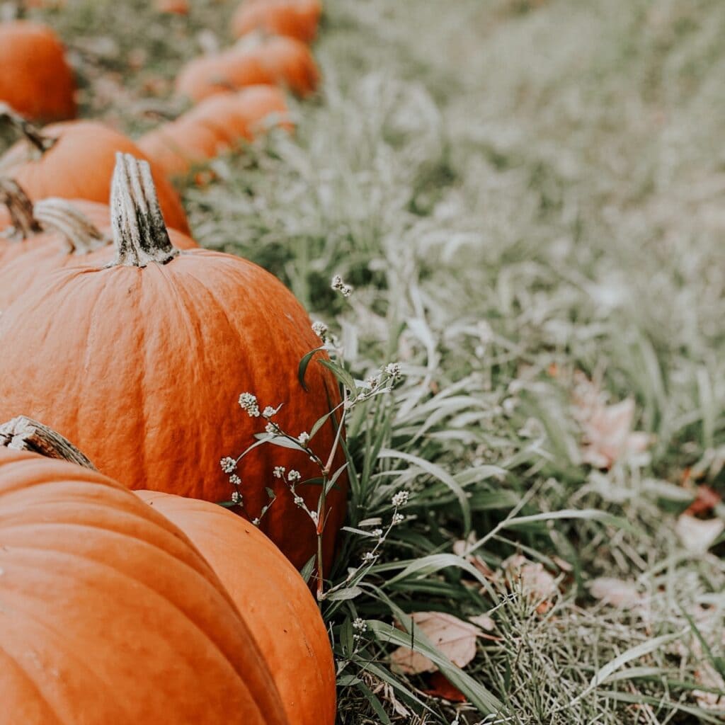 A line up of pumpkins on a field of grass