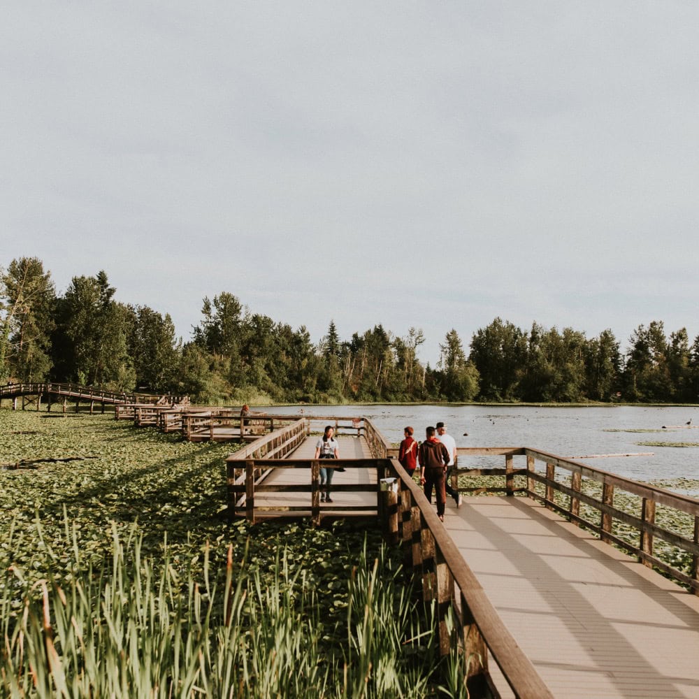 A boardwalk over a lake full of lily pads
